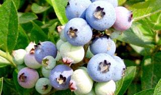 蓝莓多久成熟变色